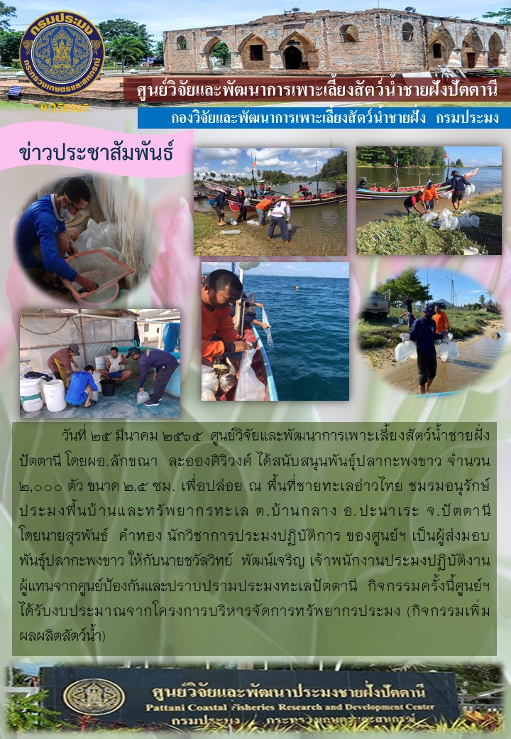 สนับสนุนพันธุ์ปลากะพงขาว จำนวน 2,000 ตัว เพื่อปล่อยงานโครงการพัฒนาอาชีพและส่งเสริมความเข้มแข็งของชุมชนประมง บริเวณ ต.บ้านกลาง อ.ปานาเระ จ.ปัตตานี..คลิก