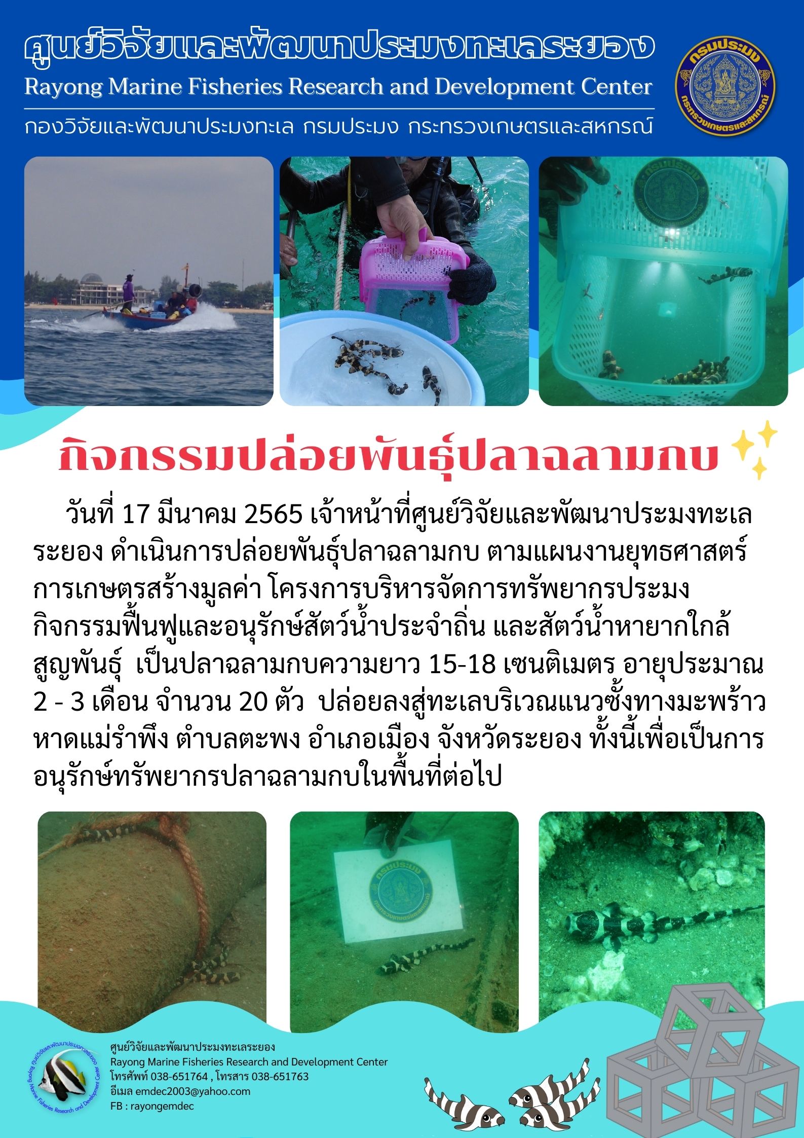 กิจกรรมการปล่อยลูกพันธุ์ปลาฉลามกบ บริเวณซั้งทางมะพร้าว หาดแม่รำพึง
