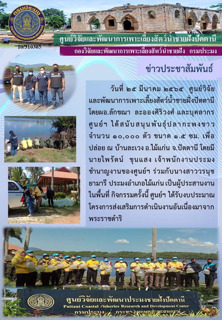 สนับสนุนพันธุ์ปลากะพงขาว จำนวน  10,000 ตัว  เพื่อปล่อยบริเวณ บ้านละเวง อ.ไม้แก่น จ.ปัตตานี