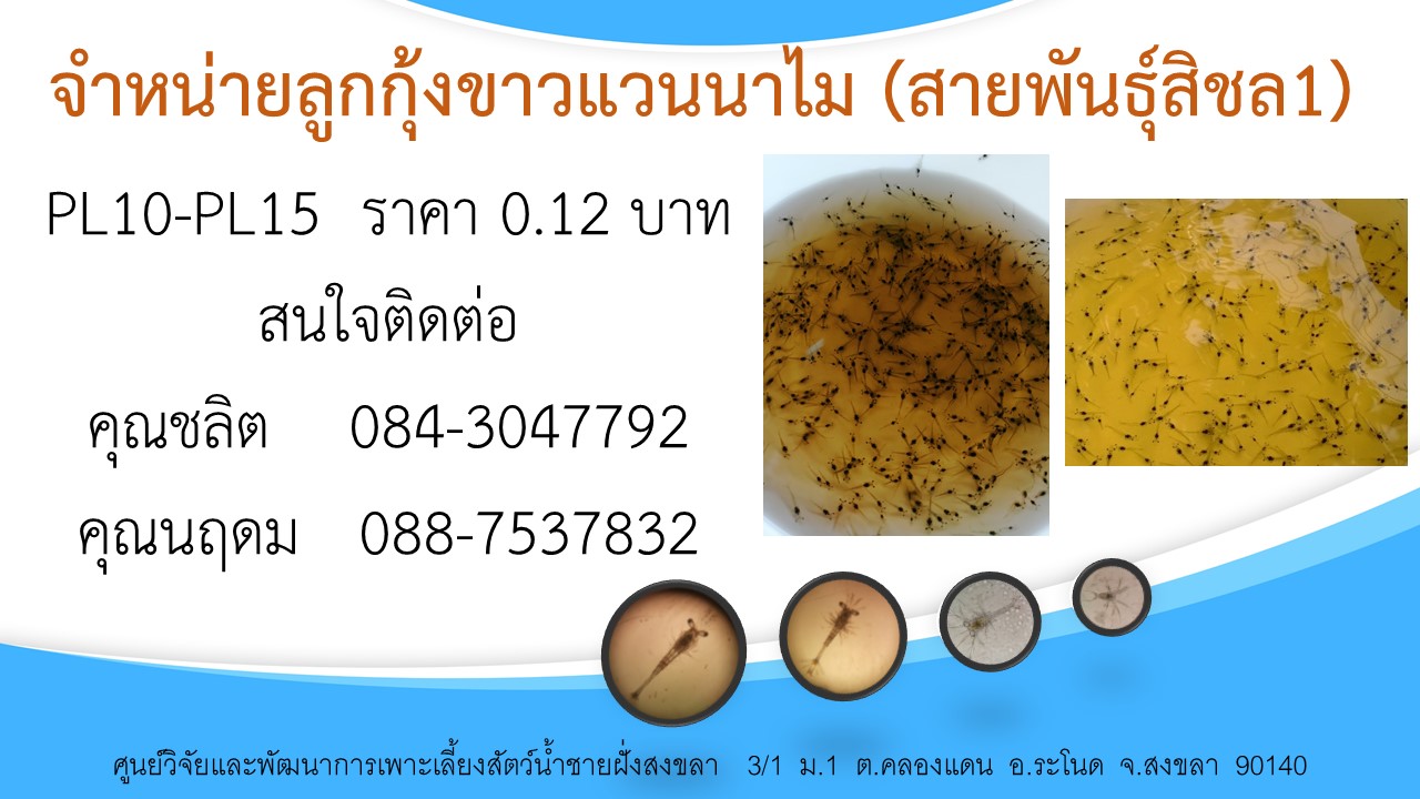 จำหน่ายลูกพันธุ์กุ้งขาว(สายพันธุ์สิชล1)..คลิก