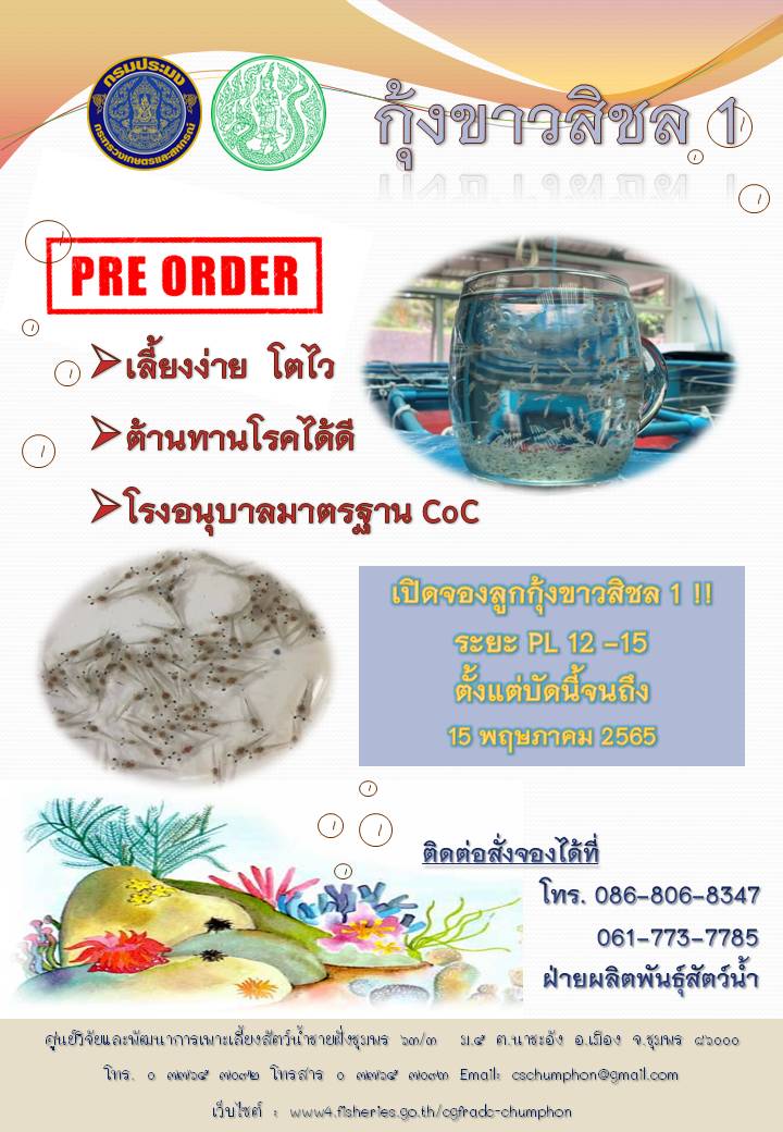 เปิดจองลูกกุ้งขาวสิชล 1 ระยะ PL 12-15 ตั้งแต่บัดนี้จนถึง 15 พฤษภาคม 2565..คลิก