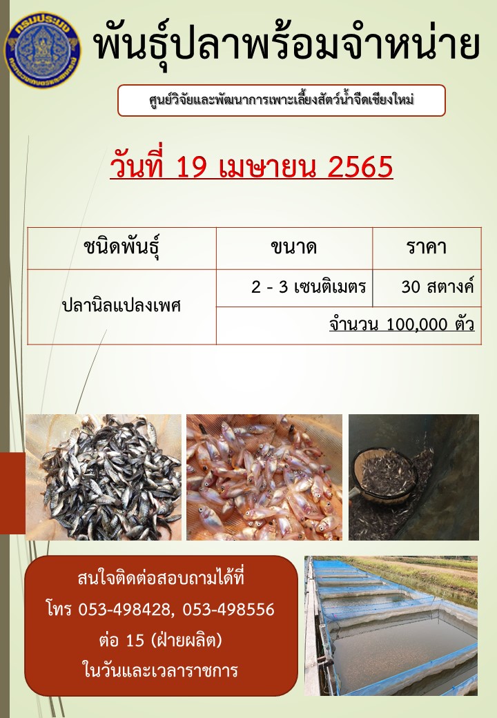 พันธุ์ปลาพร้อมจำหน่าย วันที่ 19 เมษายน 2565