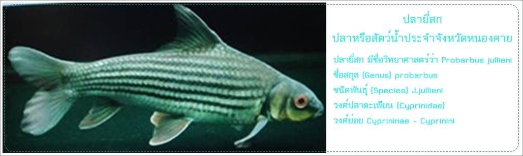 สไลน..คลิก