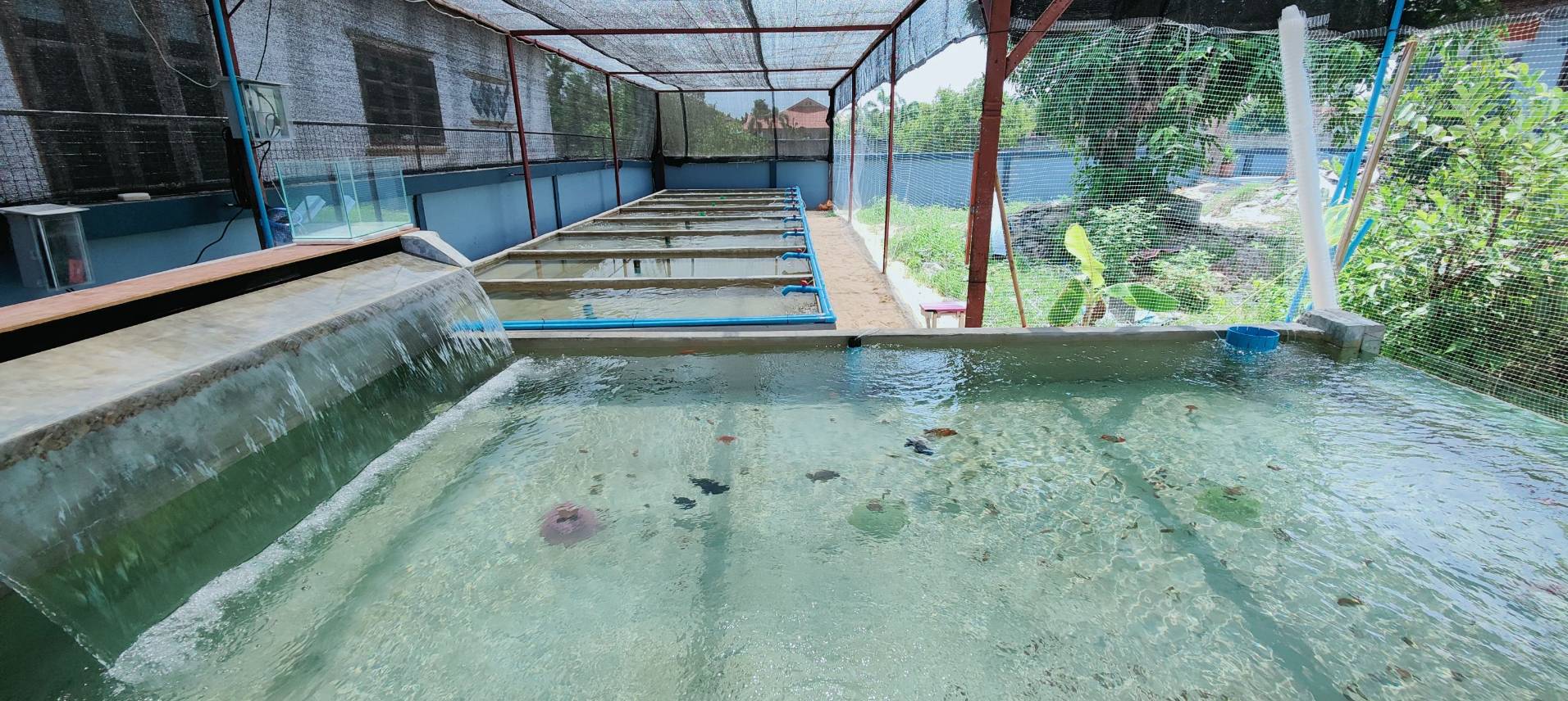 ประมงอำเภอวารินชำราบ ให้บริการเรับคำขอขึ้นทะเบียเกษตรกรผู้เพาะเลี้ยงสัตว์น้ำ ประเภทปลาสวยงาม ..คลิก
