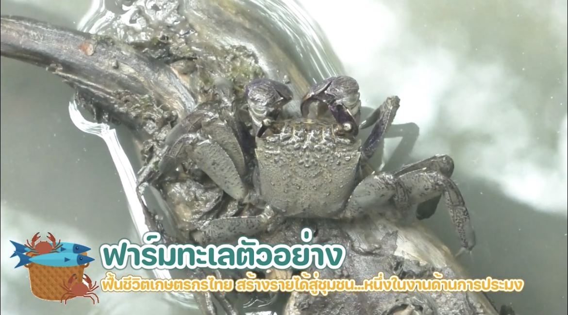 สืบสานพระราชปณิธาน สู่การพัฒนาประมงที่ยั่งยืน  ตอน ฟาร์มทะเลตัวอย่างฯ