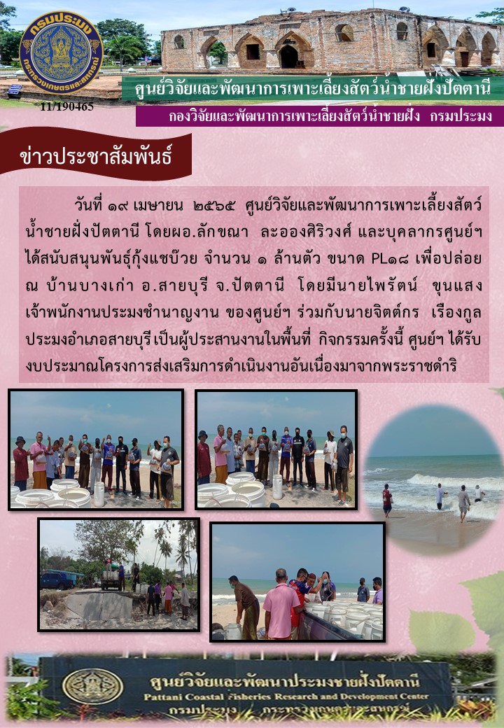 กิจกรรมปล่อยพันธุ์กุ้งแชบ๊วย จำนวน 1,000,000 ตัว บริเวณบ้านบางเก่า อ.สายบุรี จ.ปัตตานี