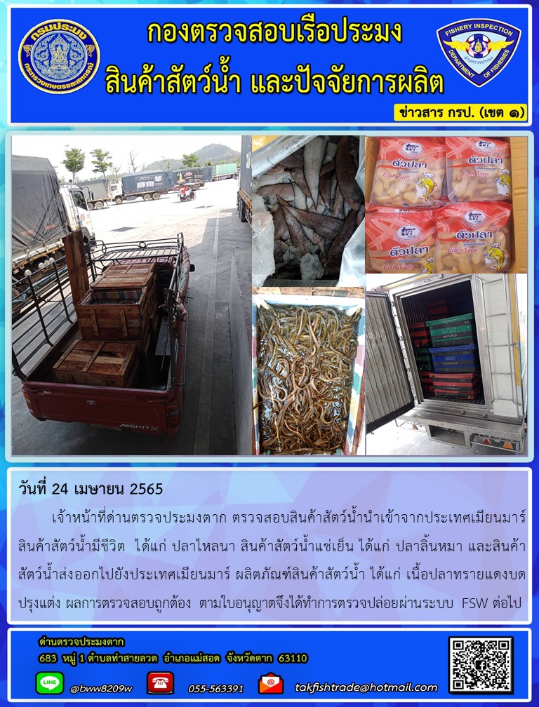 วันที่ 24 เมษายน 2565   	เจ้าหน้าที่ด่านตรวจประมงตาก ตรวจสอบสินค้าสัตว์น้ำนำเข้าจากประเทศเมียนมาร์ สินค้าสัตว์น้ำมีชีวิต  ได้แก่ ปลาไหลนา สินค้าสัตว์น้ำแช่เย็น ได้แก่ ปลาลิ้นหมา และสินค้า    สัตว์น้ำส่งออกไปยังประเทศเมียนมาร์ ผลิตภัณฑ์สินค้าสัตว์น้ำ ได้แก่ เนื้อปลาทรายแดงบด   ปรุงแต่ง ผลการตรวจสอบถูกต้อง ตามใบอนุญาตจึงได้ทำการตรวจปล่อยผ่านระบบ FSW ต่อไป..คลิก