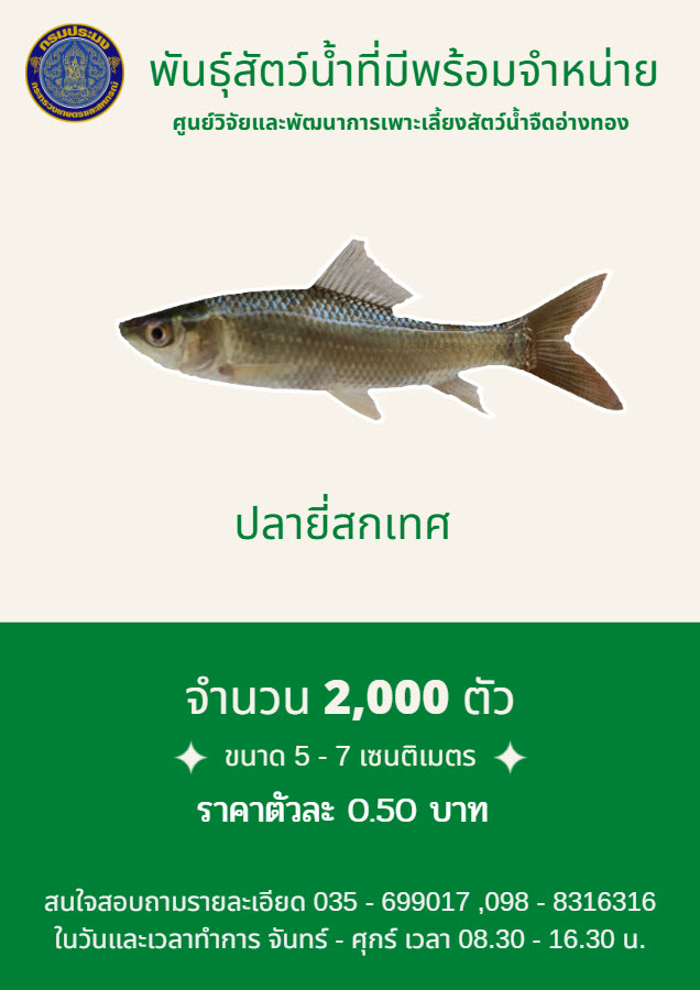 ลูกพันธุ์ปลายี่สกเทศพร้อมจำหน่าย..คลิก