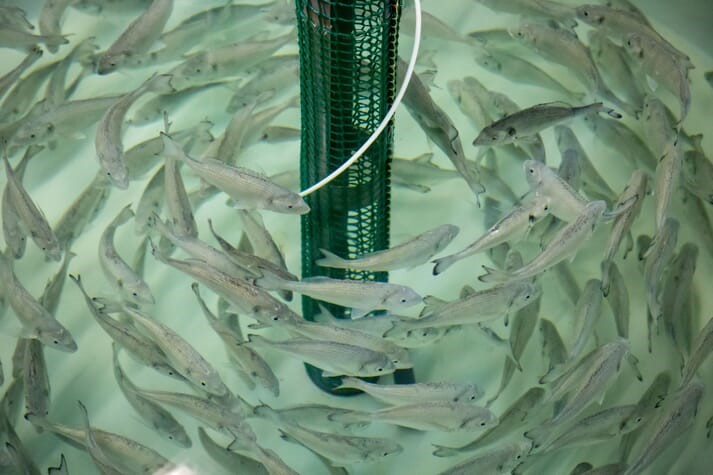 คณะกรรมการกำกับดูแลด้านการเพาะเลี้ยงสัตว์น้ำ (Aquaculture Stewardship Council : ASC) ตีพิมพ์มาตรฐานการเพาะเลี้ยงกุ้งระบบหมุนเวียน (Recirculating Aquaculture System : RAS)