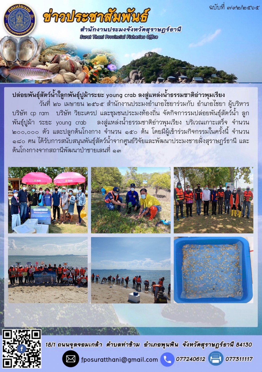 ปล่อยพันธุ์สัตว์น้ำใลูกพันธุ์ปูม้าระยะ young crab ลงสู่แหล่งน้ำธรรมชาติอ่าวพุมเรียง