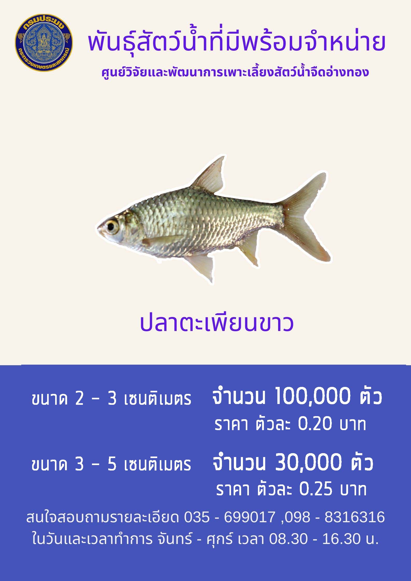 ลูกพันธุ์ปลาตะเพียนขาวพร้อมจำหน่าย..คลิก