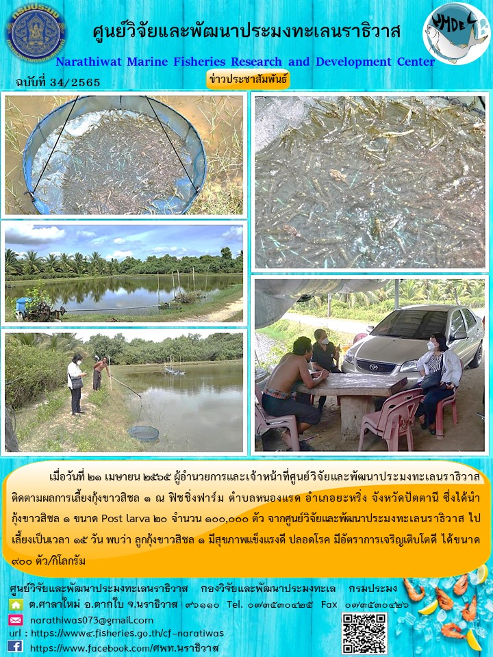 การติดตามผลการเลี้ยงกุ้งขาวสิชล 1 ณ ฟิชชิ่งฟาร์ม ตำบลหนองแรด อำเภอยะหริ่ง จังหวัดปัตตานี..คลิก