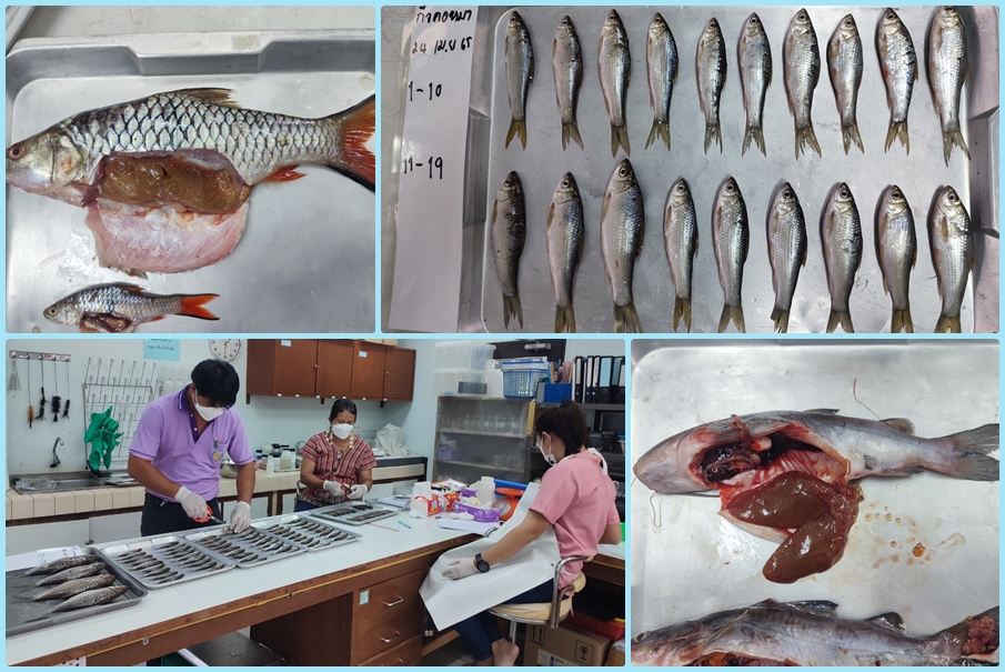 ปฏิบัติงานกิจกรรมจัดระเบียบการทำประมง ครั้งที่ 9..คลิก