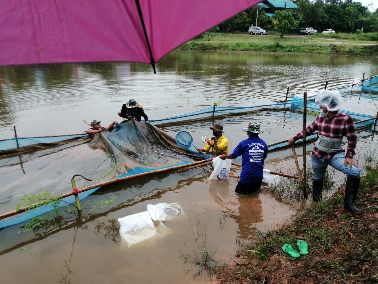 ร่วมบูรณาการบริหารจัดการแหล่งประมงเชิงนิเวศ (EMFM) ชุมชนแม่น้ำโขง จังหวัดอำนาจเจริญ ปล่อยพันธุ์ปลาลงในเขตอนุรักษ์พันธุ์สัตว์น้ำในพื้นที่แก่งต่างหล่าง ตำบลชานุมาน อำเภอชานุมาน จังหวัดอำนาจเจริญ