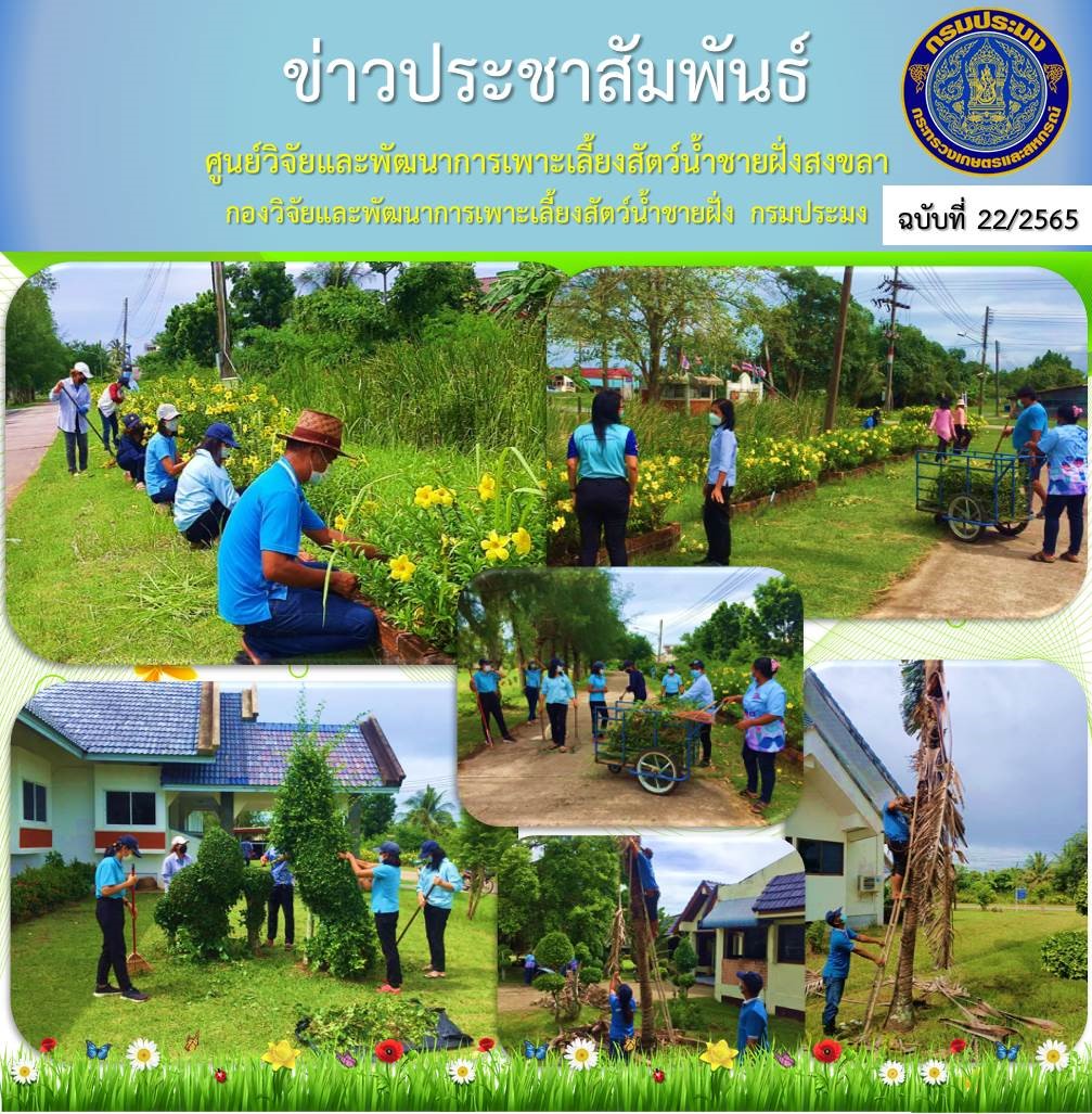 นางสาวปริศนา คลิ้งสุขคล้าย ผู้อำนวยการศูนย์วิจัยและพัฒนาการเพาะเลี้ยงสัตว์น้ำชายฝั่งสงขลา พร้อมด้วยบุคลากรศูนย์ฯ ร่วมกันปรับปรุงภูมิทัศน์ เฉลิมพระเกียรติ สมเด็จพระนางเจ้าสิริกิติ์ พระบรมราชชนนีพันปีหลวง..คลิก