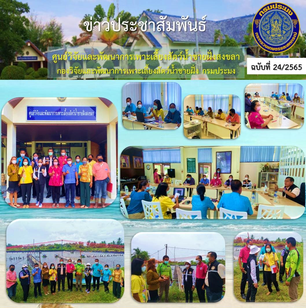 ผู้อำนวยการศูนย์วิจัยและพัฒนาการเพาะเลี้ยงสัตว์น้ำชายฝั่งสงขลา เจ้าหน้าที่ของศูนย์ฯ พร้อมด้วย ประมงอำเภอระโนด ประธานชมรมผู้เลี้ยงกุ้งจังหวัดสงขลา ให้การต้อนรับ หัวหน้าผู้ตรวจราชการกรมฯ และ ผู้อำนวยการกองวิจัยและพัฒนาการเพาะเลี้ยงสัตว์น้ำชายฝั่งและคณะ..คลิก
