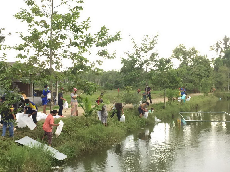 สนับสนุนพันธุ์ปลากินพืช เพื่อปล่อยลงสู่สระน้ำประจำหมู่บ้าน อ.เขาชัยสน จ.พัทลุง..คลิก