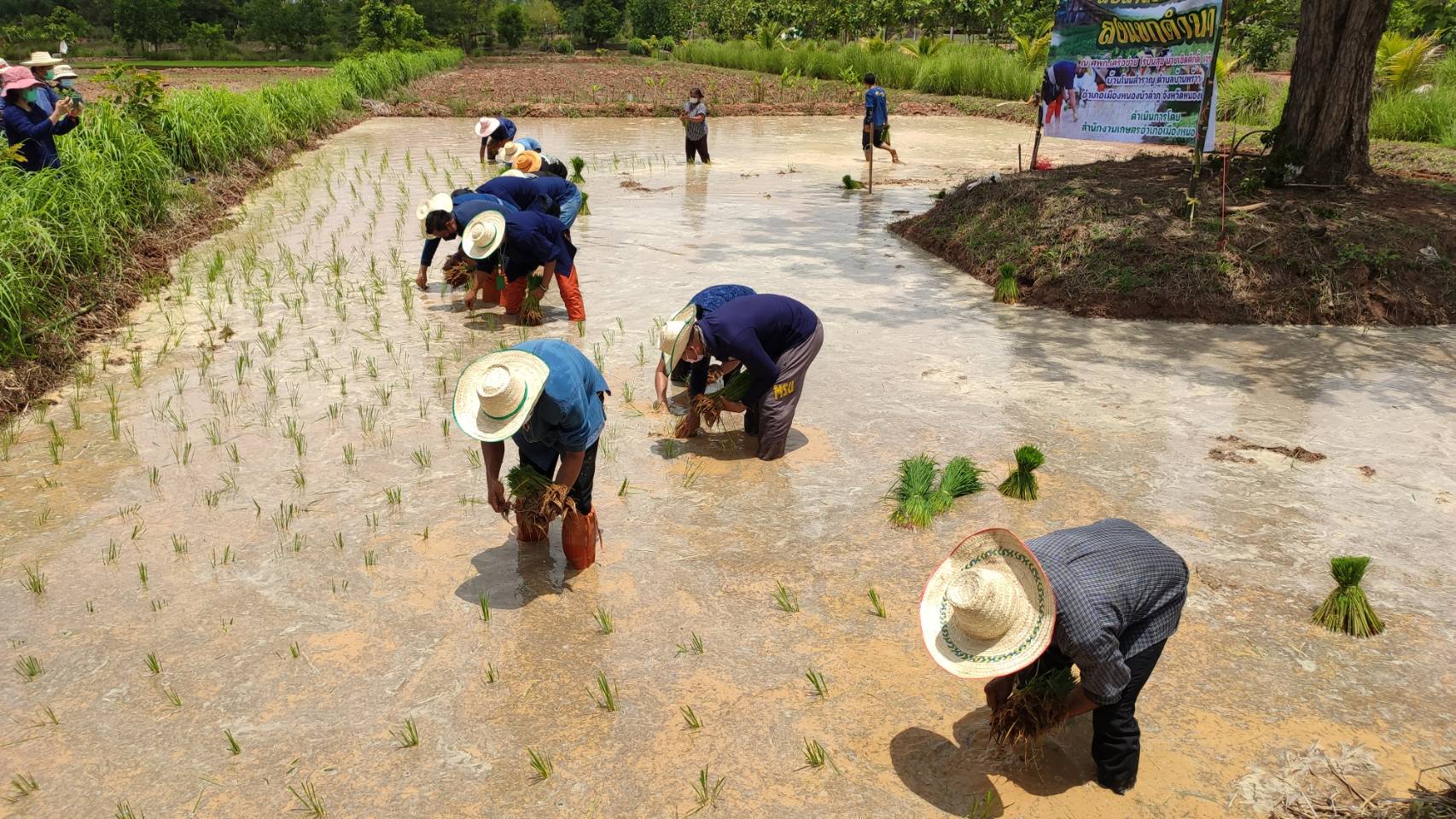 วันที่ 12 พฤษภาคม 2565 นายสมภาร วังคีรี ประมงอำเภอเมืองหนองบัวลำภู ร่วมงานสืบสานประเพณีลงแขกดำนา ณ ไร่ปันสุข บ้านโนนสำราญ ต.บ้านพร้าว อ.เมือง จ.หนองบัวลำภู..คลิก