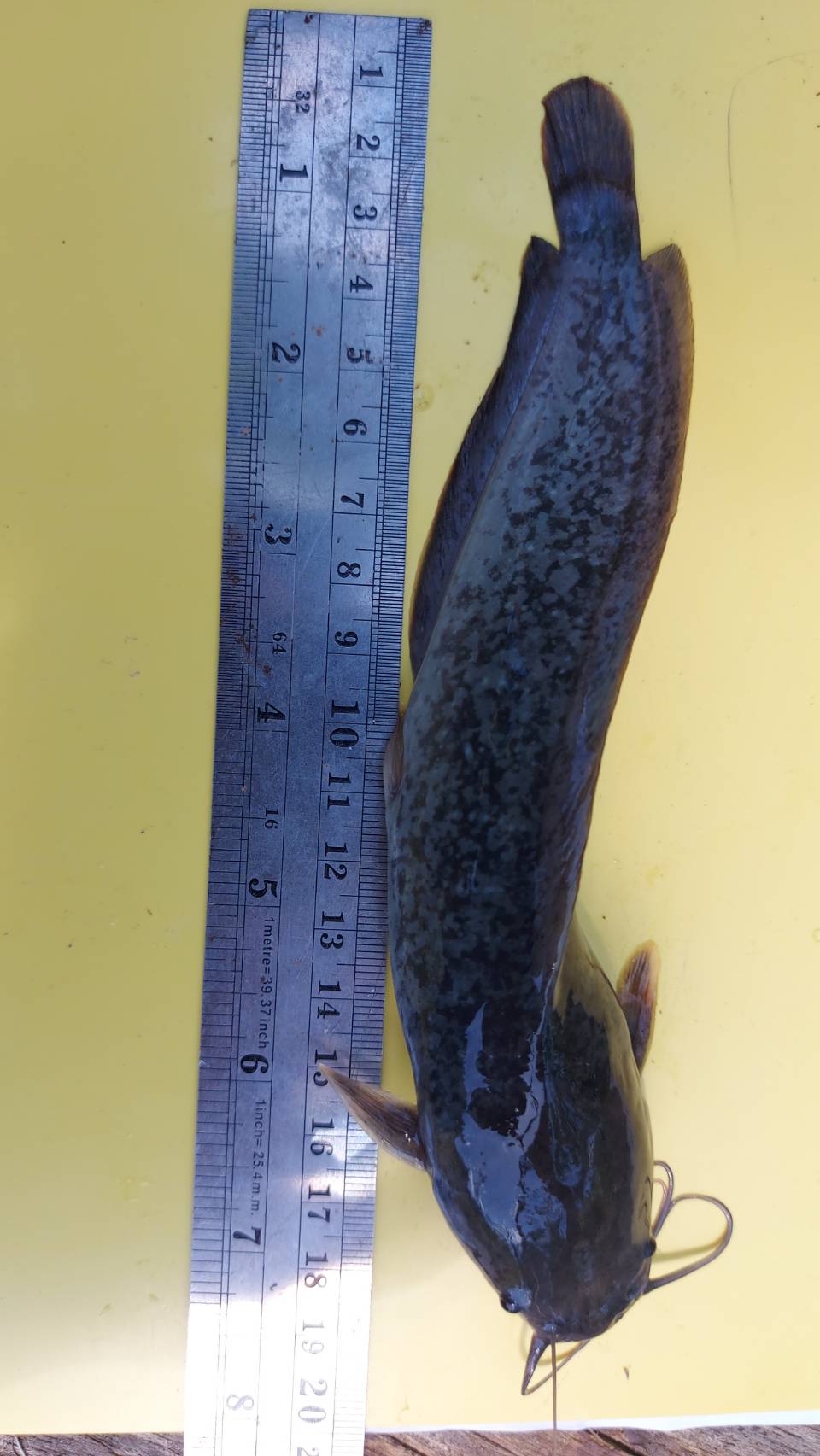 ประมงอำเภอตะโหมด ลงพื้นที่่ติดตามความก้าวหน้าเกษตรกรที่เข้าร่วมโครงการส่งเสริมและพัฒนาอาชีพเพื่อแก้ไขปัญหาที่ดินทำกินของเกษตร ประจำปีงบประมาณ พ.ศ.2565