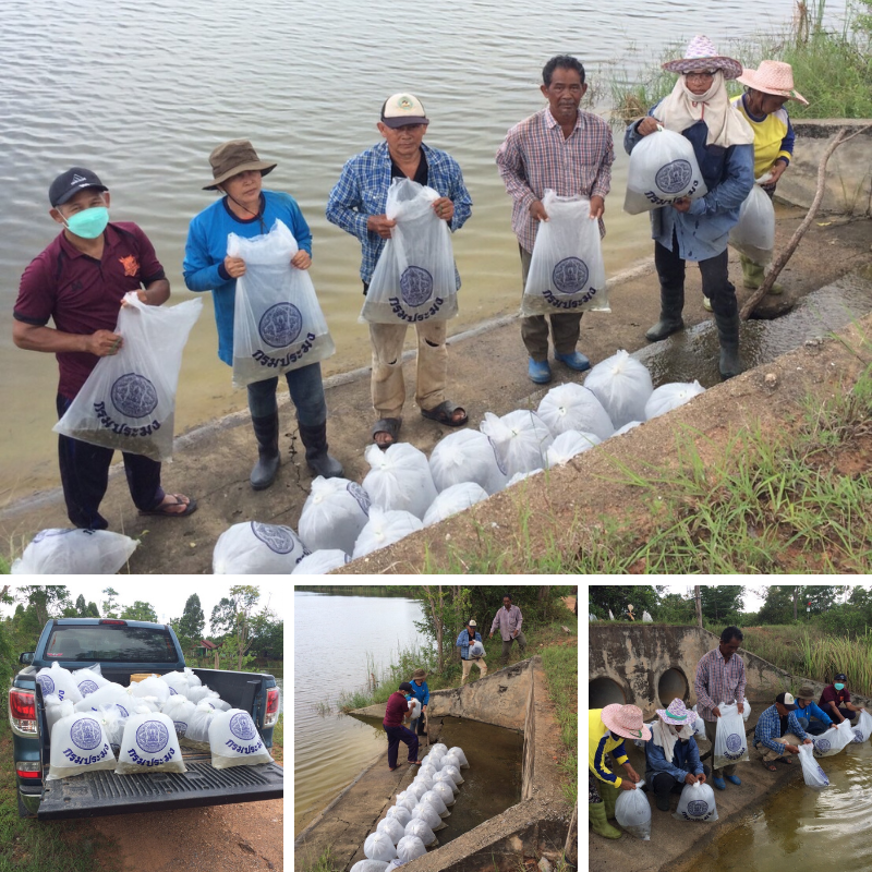 ประมงอำเภอเมืองประจวบคีรีขันธ์ ส่งมอบพันธุ์ปลาน้ำจืดให้แก่ผู้ใหญ่บ้านหมู่ 8 ต.บ่อนอก อ.เมืองประจวบคีรีขันธ์ จ.ประจวบคีรีขันธ์..คลิก