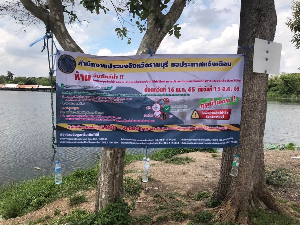 ลงพื้นที่บึงกระจับประชาสัมพันธ์ห้ามจับสัตว์น้ำในช่วงฤดูสัตว์น้ำจืดมีไข่ วางไข่ เลี้ยงตัวอ่อน จังหวัดราชบุรี..คลิก