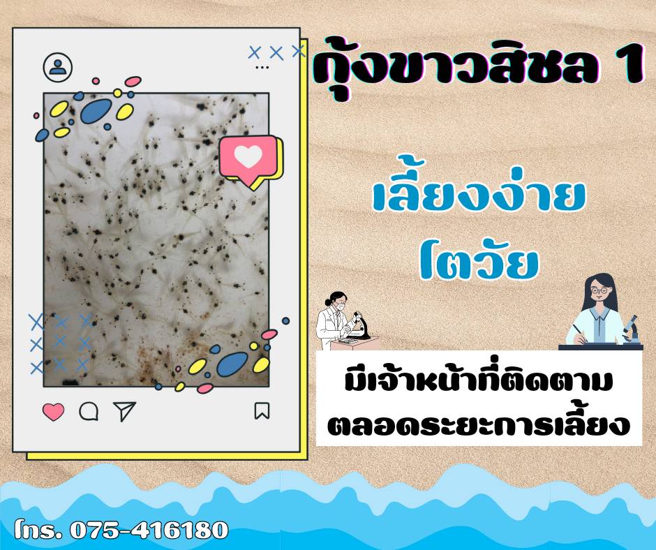 จองลูกพันธุ์กุ้งขาวสิชล 1..คลิก