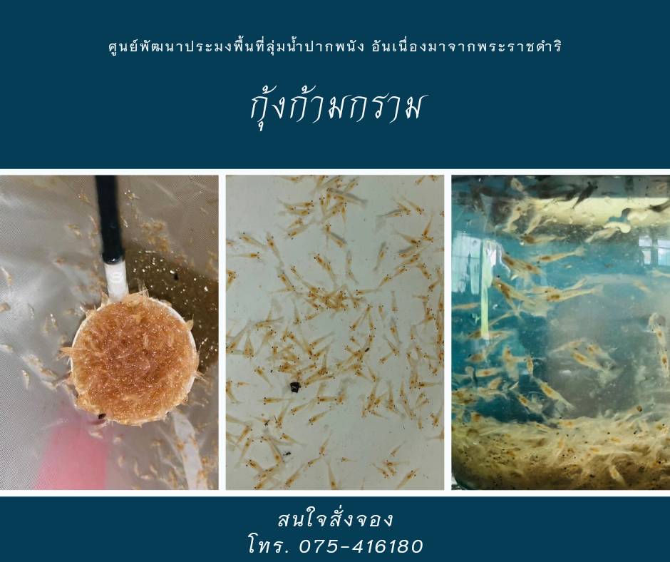 จองลูกพันธุ์กุ้งก้ามกราม..คลิก