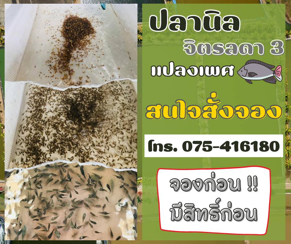 จองลูกพันธุ์ ปลานิลจิตรลดา 3 แปลงเพศ..คลิก