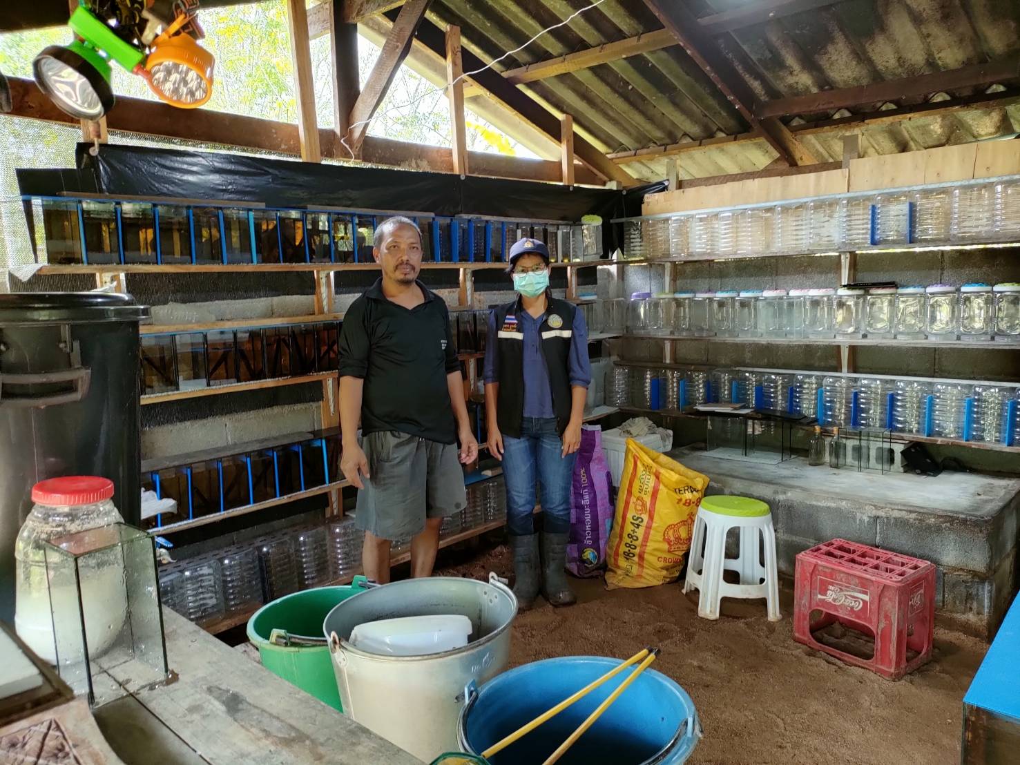 ประมงอำเภอป่าบอน ลงพื้นที่ตรวจสอบฟาร์มเลี้ยงปลากัดป่า ตามคำขอขี้นทะเบียนผู้เพาะเลี้ยงสัตว์น้ำ..คลิก