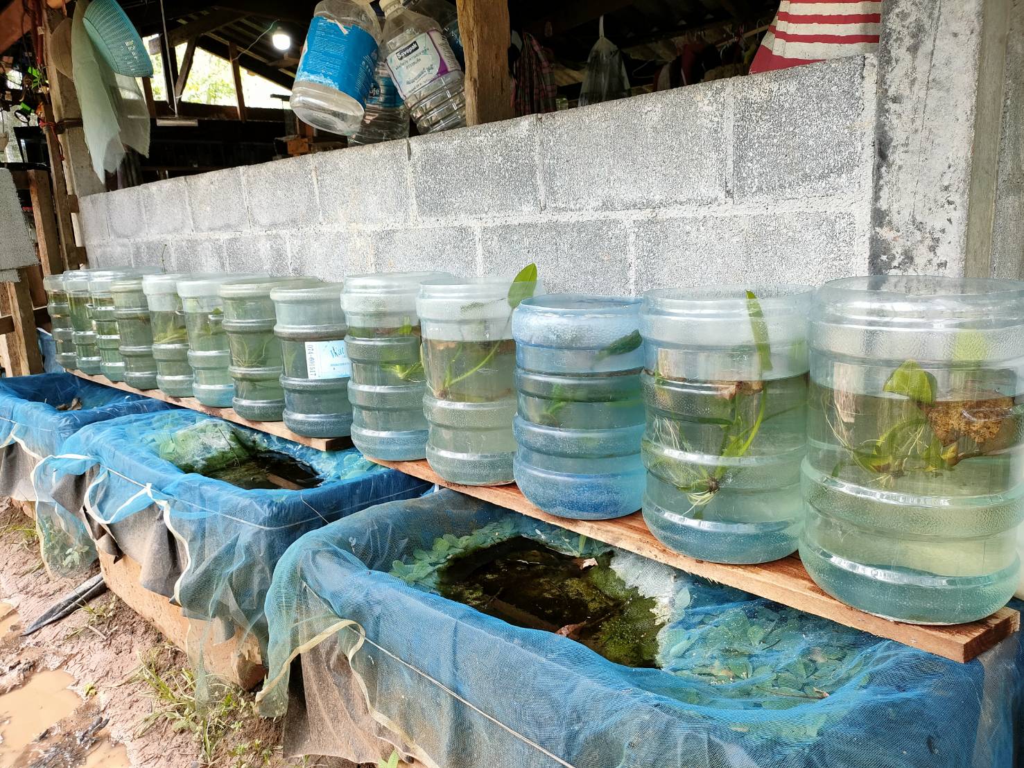 ประมงอำเภอป่าบอน ลงพื้นที่ตรวจสอบฟาร์มเลี้ยงปลากัดป่า ตามคำขอขี้นทะเบียนผู้เพาะเลี้ยงสัตว์น้ำ