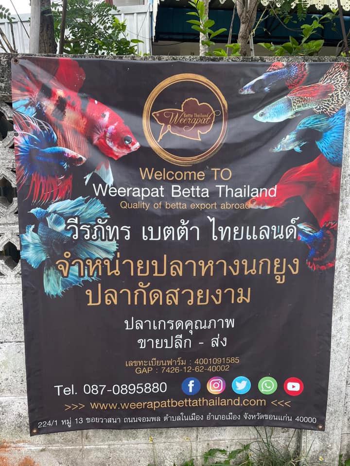 นายเฉลิมชัย สุวรรณรักษ์ อธิบดีกรมประมง และคณะผู้บริหาร ลงพื้นที่จังหวัดขอนแก่น เข้าเยี่ยมชม ฟาร์มวีรภัทร เบตต้า ไทยแลนด์ ฟาร์มปลากัดสวยงามจังหวัดขอนแก่น..คลิก