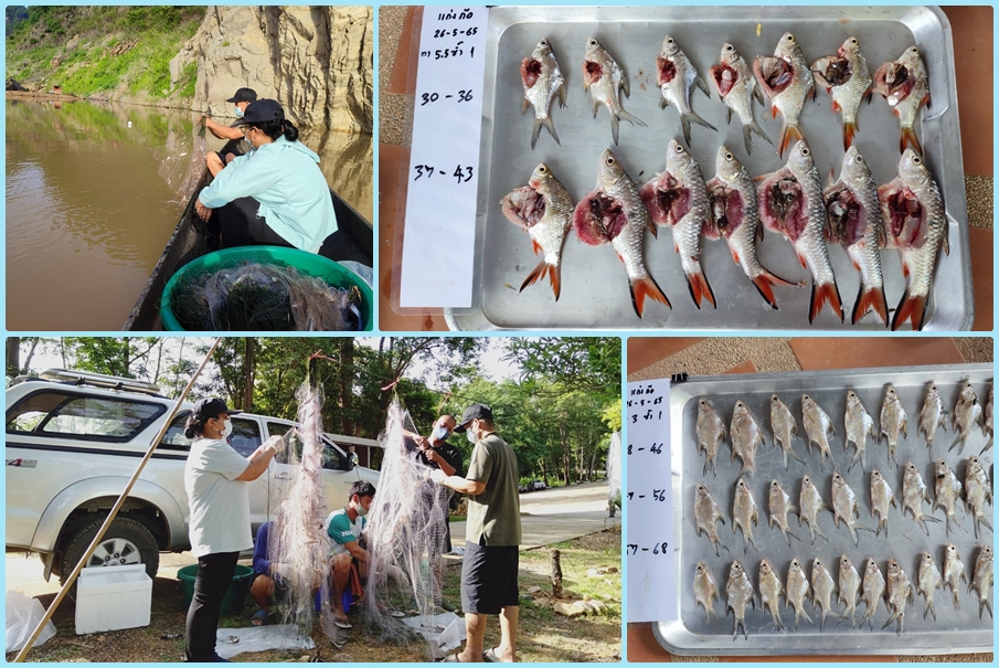 ปฏิบัติงานกิจกรรมประเมินสภาวะทรัพยากรประมง (CPUE) ครั้งที่ 3 ณ จุดสำรวจ พื้นที่ตำบลก้อ อำเภอลี้ จังหวัดลำพูน