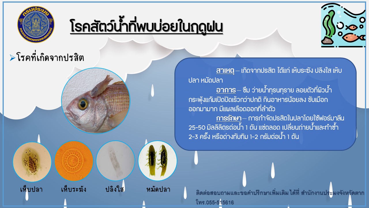 ประชาสัมพันธ์ โรคสัตว์น้ำที่พบบ่อยในฤดูฝน..คลิก