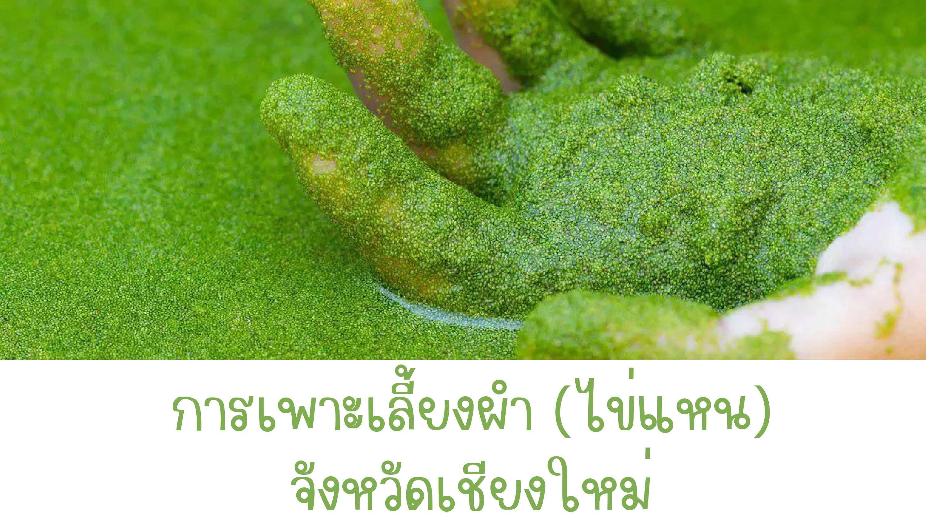 การเพาะเลี้ยงผำ (ไข่แหน) จังหวัดเชียงใหม่..คลิก