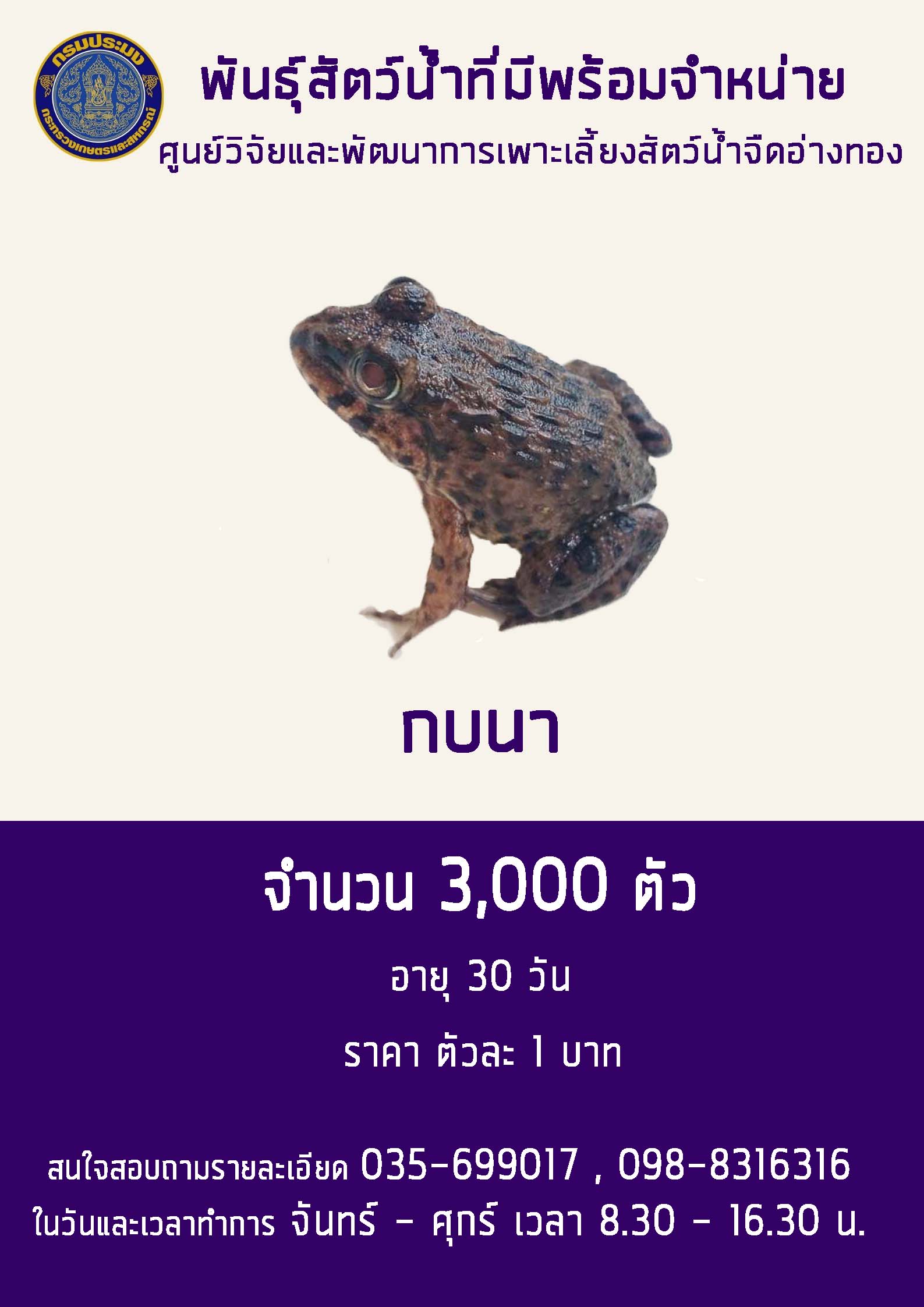 กบนา อายุ 1 เดือน พร้อมจำหน่าย..คลิก