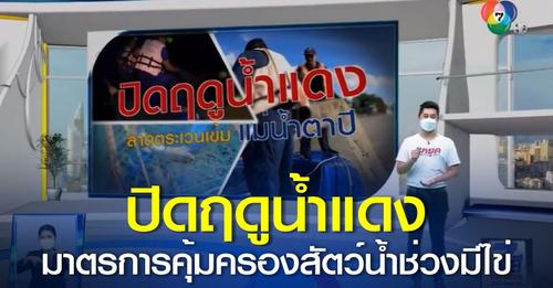 Green Report : ปิดฤดูน้ำแดง ลาดตระเวนเข้มแม่น้ำตาปี..คลิก