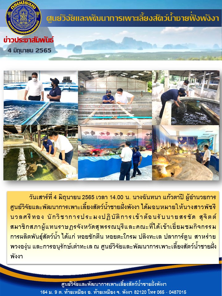 วันเสาร์ ที่ 4 มิถุนายน 2565 เวลา 14.00 น. นางฉันทนา แก้วตาปี ผู้อำนวยการศูนย์วิจัยและพัฒนาการเพาะเลี้ยงสัตว์น้ำชายฝั่งพังงา ได้มอบหมายให้นางสาวพัชรี นวลศรีทอง นักวิชาการประมงปฏิบัติการ  ต้อนรับนายสรชัด สุจิตต์  สมาชิกสภาผู้แทนราษฎรจังหวัดสุพรรณบุรี ได้เข้าเยี่ยมชมกิจกรรมการผลิตพันธุ์สัตว์น้ำ ได้แก่ หอยชักตีน หอยตะโกรมกรามขาว ปลากะพงขาว สาหร่ายพวงองุ่น ปลิงทะเล และปลาสวยงาม และงานด้านการอนุรักษ์พันธุ์เต่าทะเล
