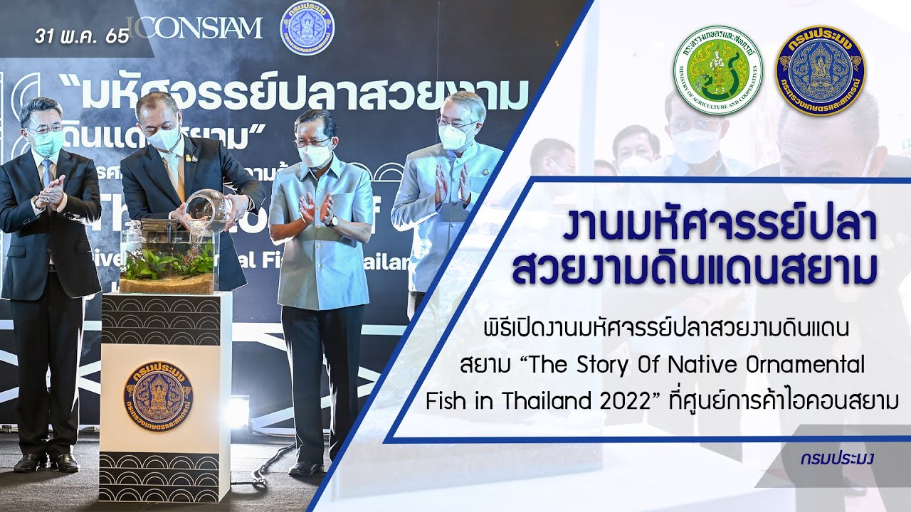 ข่าววีดิทัศน์ 1 มิ.ย. 65 เปิดงาน The Story Of Native Ornamental Fish in Thailand 2022
