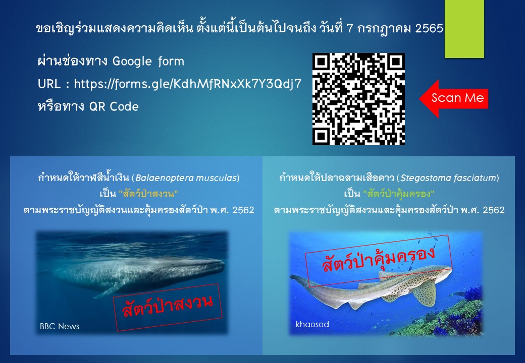แบบรับฟังความคิดเห็นต่อวาฬสีน้ำเงินและฉลามเสือดาว ตาม พ.ร.บ.สงวนฯ