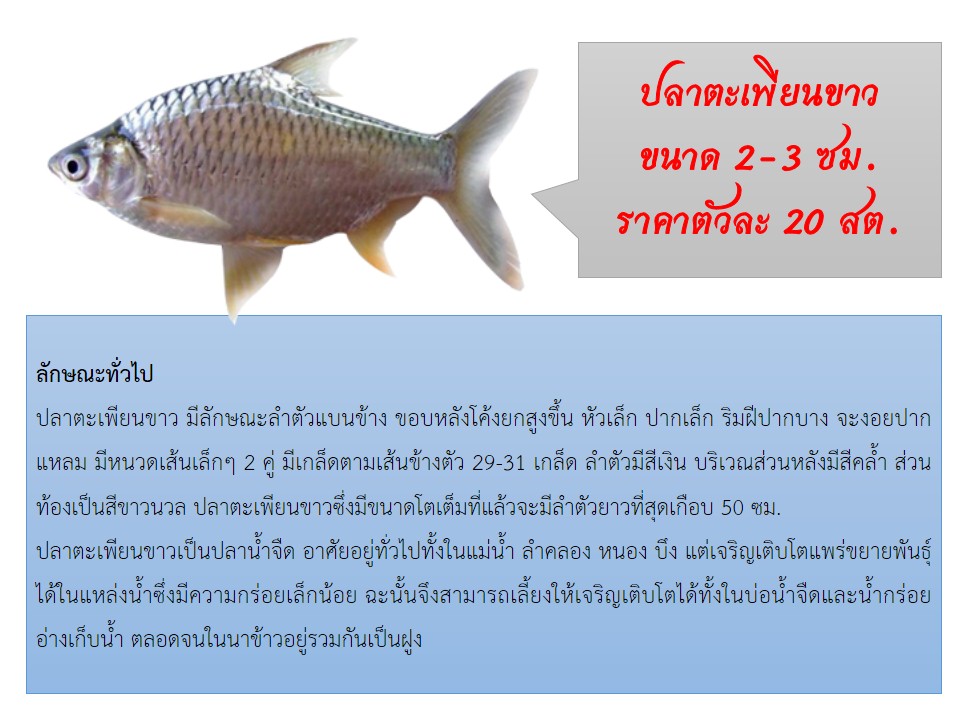 ประชาสัมพันธ์พันธุ์สัตว์น้ำที่เปิดให้จอง เดือน มิถุนายน 2565
