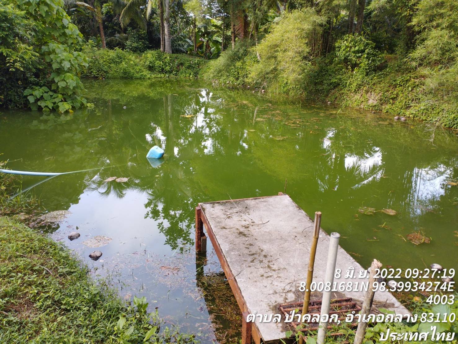 ประมงอำเภอถลาง ลงพื้นที่ติดตามการดำเนินงานปรับปรุงฐานเรียนรู้ด้านประมงการเลี้ยงปลากินพืชในบ่อดิน..คลิก