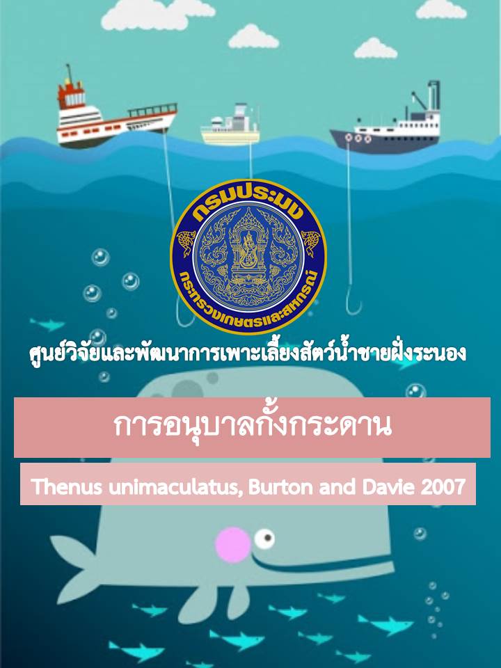 การเพาะพันธุ์และอนุบาลกั้งกระดาน (Thenus unimaculatus,Burton and Davie 2007)