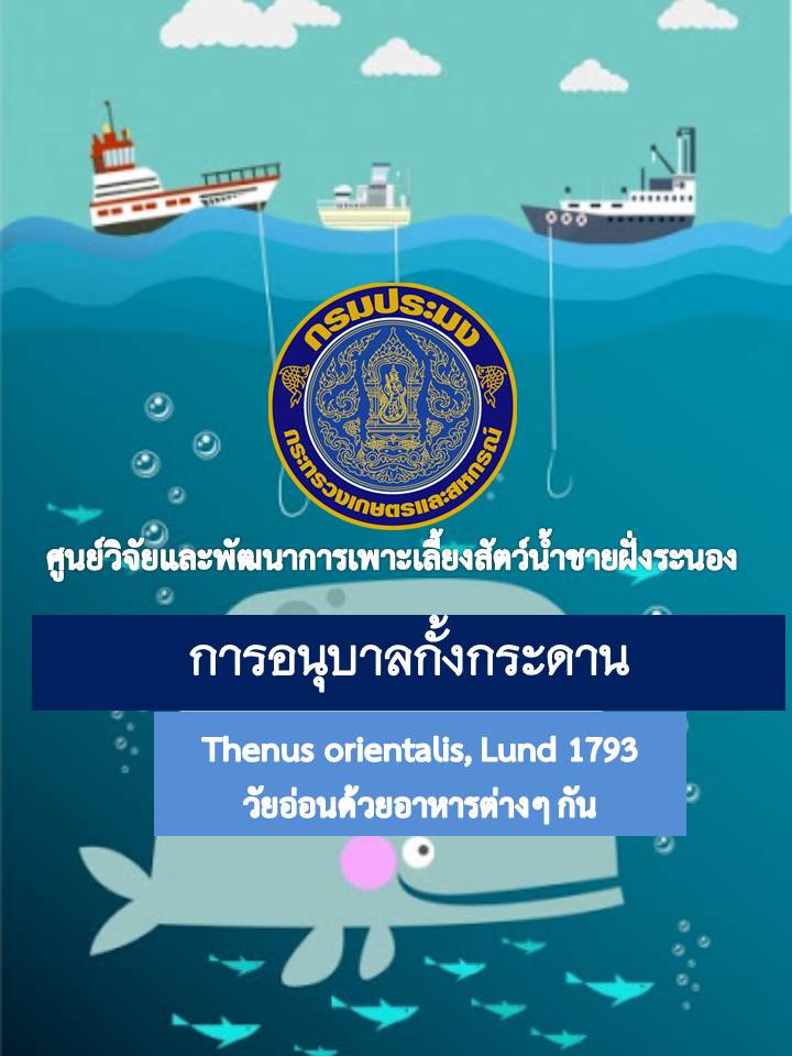 การอนุบาลกั้งกระดาน Thenus orientalis,Lund 1793 วัยอ่อนด้วยอาหารต่างๆกัน