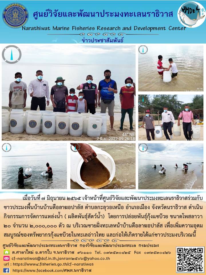 เมื่อวันที่ ๗ มิถุนายน ๒๕๖๕ เจ้าหน้าที่ศูนย์วิจัยและพัฒนาประมงทะเลนราธิวาสร่วมกับชาวประมงพื้นบ้านบ้านตือลาฆอปาลัส ตำบลกะลุวอเหนือ อำเภอเมือง จังหวัดนราธิวาส ดำเนินกิจกรรมการจัดการแหล่งน้ำ ( ผลิตพันธุ์สัตว์น้ำ) โดยการปล่อยพันธุ์กุ้งแชบ๊วย ขนาดโพสลาวา ๒๐..คลิก