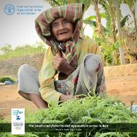 หนังสือภาพ “The small-scale fisheries and aquaculture sector in Asia, Small in scale, big in value”