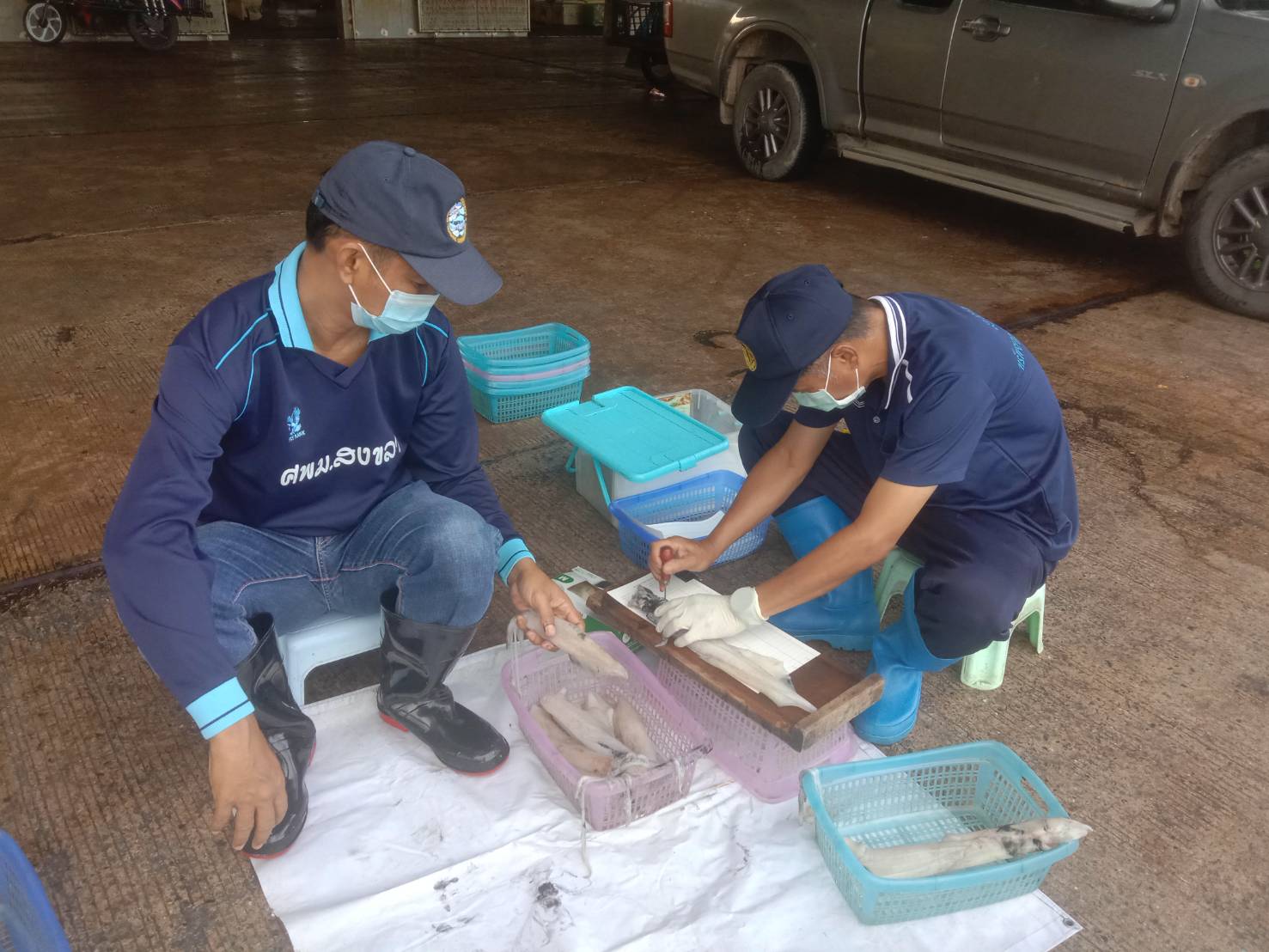 เจ้าหน้าที่ศูนย์วิจัยและพัฒนาประมงทะเลสงขลา ออกปฏิบัติงานเก็บข้อมูลทรัพยากรประมงจากเรืออวนครอบหมึกที่ขึ้นท่าในพื้นที่จังหวัดสงขลา ประจำเดือนพฤษภาคม 2565 โดยเก็บรวบรวมข้อมูลจากเรืออวนครอบหมึก จำนวน 7 ลำ