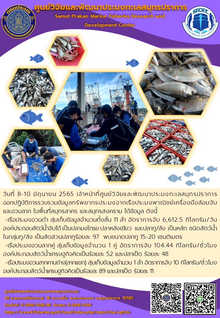 วันที่ 8-10 มิถุนายน 2565 เจ้าหน้าที่ศูนย์วิจัยและพัฒนาประมงทะเลสมุทรปราการ ออกปฏิบัติการรวบรวมข้อมูลทรัพยากรประมงจากเรือประมงพาณิชย์เครื่องมือล้อมจับ และอวนลาก ในพื้นที่สมุทรสาคร และสมุทรสงคราม..คลิก