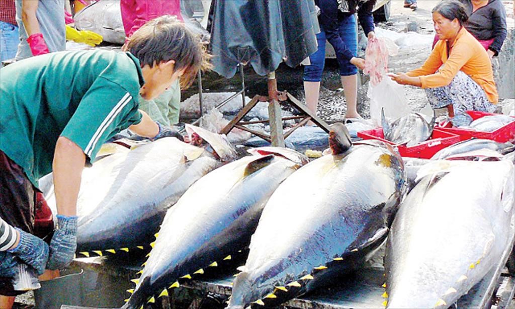 บริษัทในเวียดนามเพิ่มการซื้อทูน่าสดเพื่อส่งออก