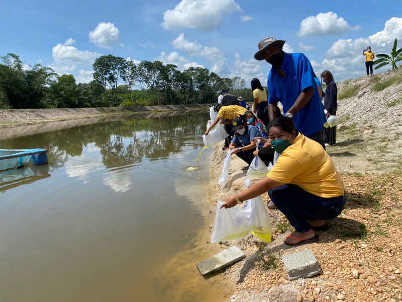 ปล่อยพันธุ์กุ้งก้ามกราม ลงสู่อ่างเก็บน้ำควนไทร อำเภอป่าบอน จังหวัดพัทลุง..คลิก