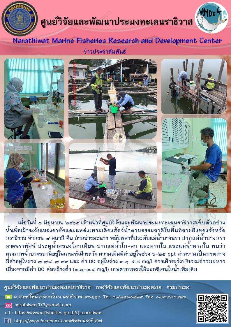 เมื่อวันที่ ๔ มิถุนายน ๒๕๖๕ เจ้าหน้าที่ศูนย์วิจัยและพัฒนาประมงทะเลนราธิวาสเก็บตัวอย่างน้ำเพื่อเฝ้าระวังแหล่งอาศัยและแหล่งเพะเลี้ยงสัตว์น้ำตามธรรมชาติในพื้นที่ชายฝั่งของจังหวัด นราธิวาส จำนวน ๗ สถานี คือ บ้านอ่าวมะนาว พลับพลาที่ประทับแม่น้ำบางนรา ปากแม่น้ำบางนรา หาดนราทัศน์ ประตูน้ำคลองโคกเคียน ปากแม่น้ำโก-ลก และตากใบ และแม่น้ำตากใบ พบว่า คุณภาพน้ำบางสถานีอยู่ในเกณฑ์เฝ้าระวัง ความเค็มมีค่าอยู่ในช่วง ,-๒๕ ppt ค่าความเป็นกรดด่าง มีค่าอยู่ในช่วง ๗.๗๔-๗.๙๙ และ ค่า D0 อยู่ในช่วง ๓.๑-๕.๔ mg/! ควรเฝ้าระวังบริเวณอ่าวมะนาว เนื่องจากมีค่า D0 ค่อนข้างต่ำ (๓.๑-๓.< mg/) เกษตรกรควรให้ออกซิเจนในน้ำเพิ่มเติม ศูนย์วิจัยและพัฒนาประมงทะเลนราธิวาส กองวิจัยและพัฒนาประมงทะเล กรมประมง..คลิก